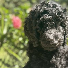Tulip - Double Doodle puppy in Bonita Springs, Florida from Doodle Den SWFL