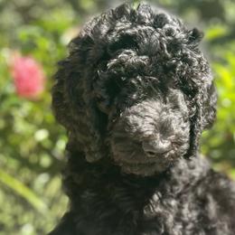 Tulip - Double Doodle puppy in Bonita Springs, Florida from Doodle Den SWFL