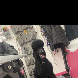 Poodle All Grown Up from Purley Poodles
