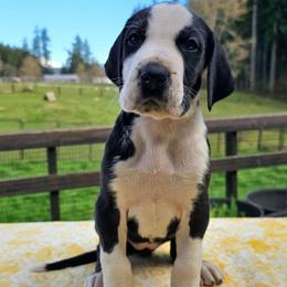 Dottie - Mantle female Great Dane puppy in Castle Rock, Washington from Uber Alles Great Danes