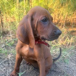 Hunter - Red male Redbone Coonhound puppy in Mount Pleasant, Texas from Harmons Hounds
