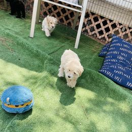 Goldendoodle Puppies from Thompson Creek Doodles