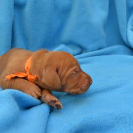 Vizsla Puppies from Summit Vizsla (we can deliver to you)