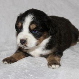 Kory - Black tri male Miniature Australian Shepherd puppy in Paris, Texas from Kuttin’ Up Mini Aussies