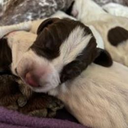 German Shorthaired Pointer Puppies from New England Premier GSPs