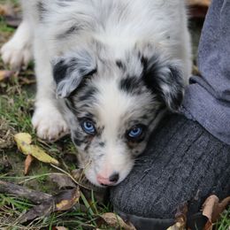 Border Collie, English Setter, and Miniature American Shepherd Puppies from First Harmony Farms