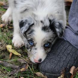 Border Collie, English Setter, and Miniature American Shepherd Puppies from First Harmony Farms