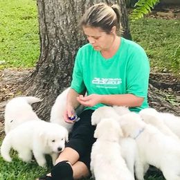 Golden Retriever Puppies from Golden Dust Retrievers