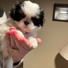 Japanese Chin Puppies from Cherishing Chins