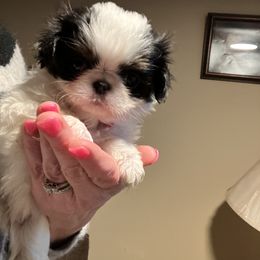 Japanese Chin Puppies from Cherishing Chins