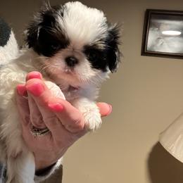 Japanese Chin Puppies from Cherishing Chins
