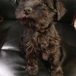 Witt - Black male Miniature Schnauzer puppy in Midland, Texas from Shebbies Puppy Palace