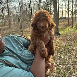 Orange - Red  female Poodle puppy in Summit, Mississippi from poodles and doodles llc