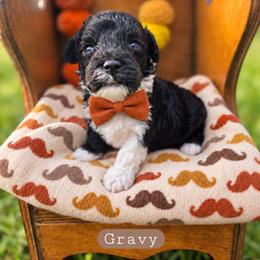 Gravy-can Christmas hold - male Cavapoochon puppy in Bullard, Texas from Cavapoochon Central LLC