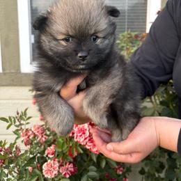 Lala - Black and tan female Pomeranian puppy in Fruitland, Idaho from Stephanie Gonzalez