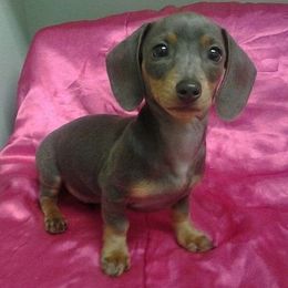 Dachshund Puppies from Cranberry Dachshunds