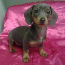 Dachshund Puppies from Cranberry Dachshunds