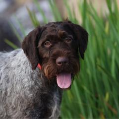 Piper - German Wirehaired Pointer