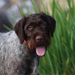 Piper - German Wirehaired Pointer