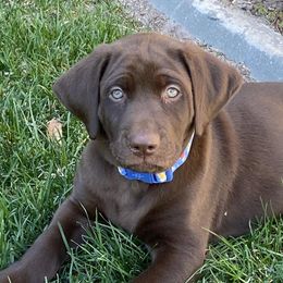Labrador Retriever All Grown Up from Rocky Mountain Dogs - Utah