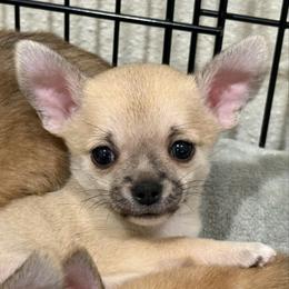 Marv - Fawn male Chihuahua puppy in Spring Hill, Florida from Stardom Chihuahuas & CKCS