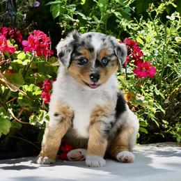 LAZULI aka Zuli - Blue merle female Miniature American Shepherd puppy in Bixby, Oklahoma from Roeboat Aussies