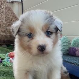 Chief - Blue merle male Australian Shepherd puppy in Kearney, Nebraska from Helix Aussies