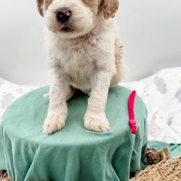 Seabrook - Apricot female Goldendoodle puppy in Belton, South Carolina from Poodley Doodley Doo
