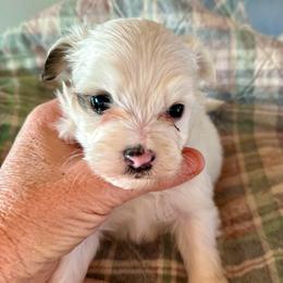 Puff boy 1 - White and black male Chinese Crested puppy in Rockvale, Tennessee from Cosmic Chinese Cresteds & Wind-Echo Poodles
