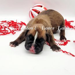 Boston Terrier and Boxer Puppies from CC's Boston & Boxer Babies