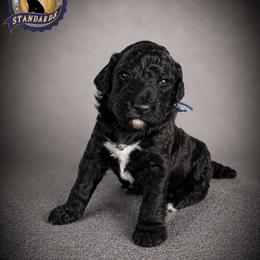 Cartwright's Peter the Restored Rock - Black male Poodle puppy in Albany, Kentucky from Impressive Cartwright Standards