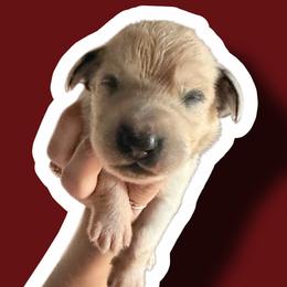 Garnet - White and black male Dalmatian puppy in Bremen, Georgia from Clark’s Dalmatians