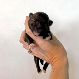 Boy 2 - Wolf sable male Pomeranian puppy in Stroud, Oklahoma from Laik’s Little Shihtz & Poms