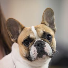 Muffins - French Bulldog