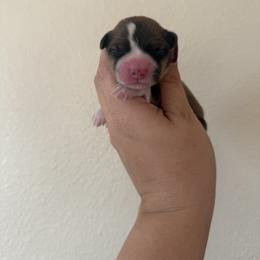 Ash - White and red male Pembroke Welsh Corgi puppy in Red Bluff, California from Wilder Ranch Corgis