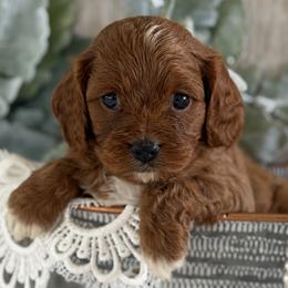 Cavapoo puppies from Heavn Sent Acres