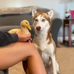 Siberian Huskies from Chelsea Roberts
