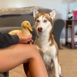 Siberian Huskies from Chelsea Roberts