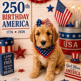 Clementine - Red  female Goldendoodle puppy in Rocky Point, North Carolina from CelticDoods