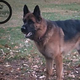 Dieter - German Shepherd