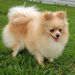 Ansley - Pomeranian