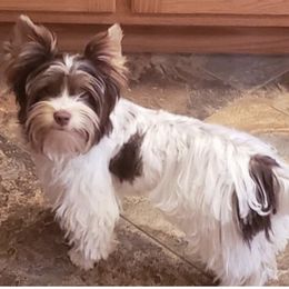 Snowball - Yorkshire Terrier