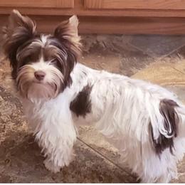 Snowball - Yorkshire Terrier