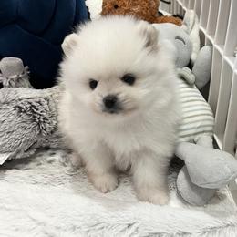 Girl 2 - White female Pomeranian puppy in Pocatello, Idaho from Avalon Pomeranians