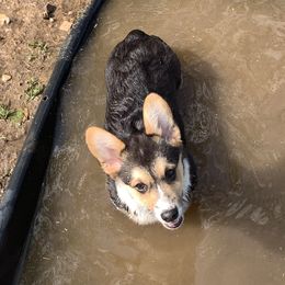 Boy 1 - Pembroke Welsh Corgi puppy in Missouri from Cooler Farms Corgis