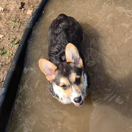 Boy 1 - Pembroke Welsh Corgi puppy in Missouri from Cooler Farms Corgis