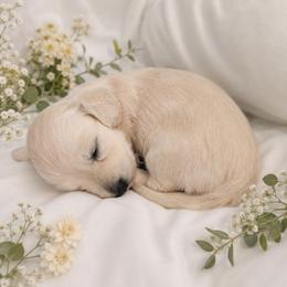 Mini AKC Female - Cream female Dachshund puppy in Nashville, Tennessee from Farmhouse Sausages - Located in TN delivers all over US