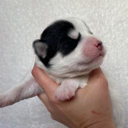 Diesel - Black and white male Pomsky puppy in Mc Minnville, Oregon from West Coast Pomskies