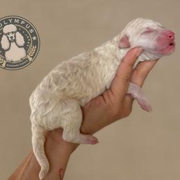 Luna - White female Poodle puppy in Spring Hills, Florida from The Olympus Standard Poodle