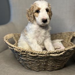 Goldendoodle Puppies from Northeast Iowa Doodles
